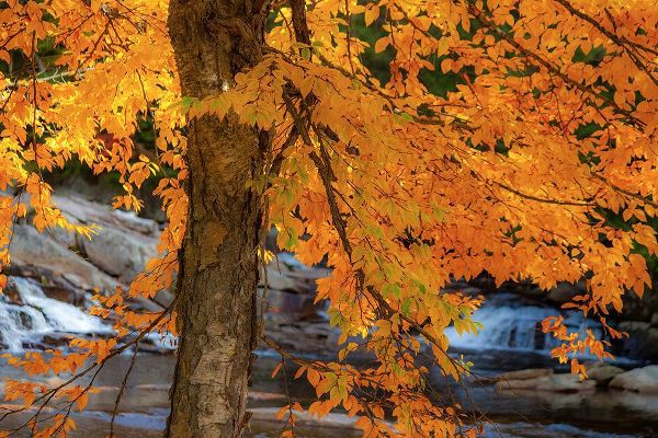 Gulin, Sylvia 아티스트의 USA-New Hampshire-Jackson-Jackson Falls with American Beech in full Autumn color display작품입니다.